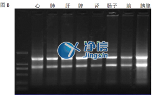 組織勻漿器對(duì)小鼠研磨效果